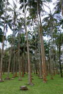 Image of Barbel palm