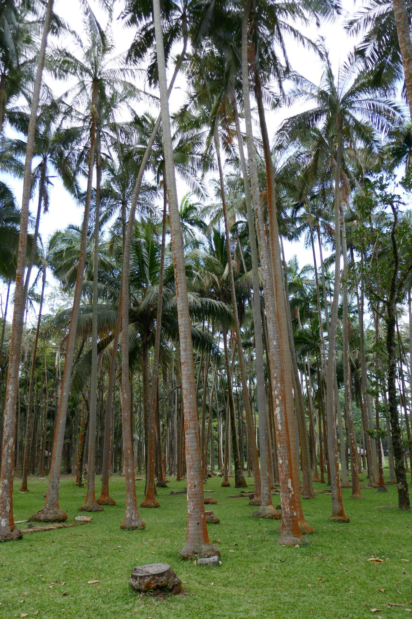 Image of Barbel palm