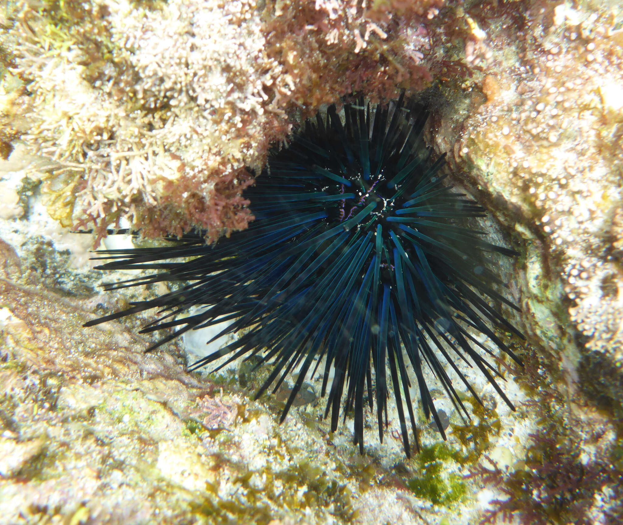 Image of Diadema mexicanum A. Agassiz 1863