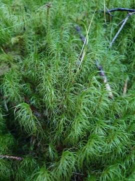 Image of dicranum moss