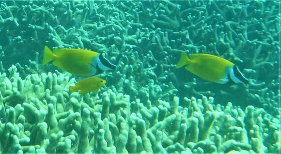 Image of Foxface rabbitfish