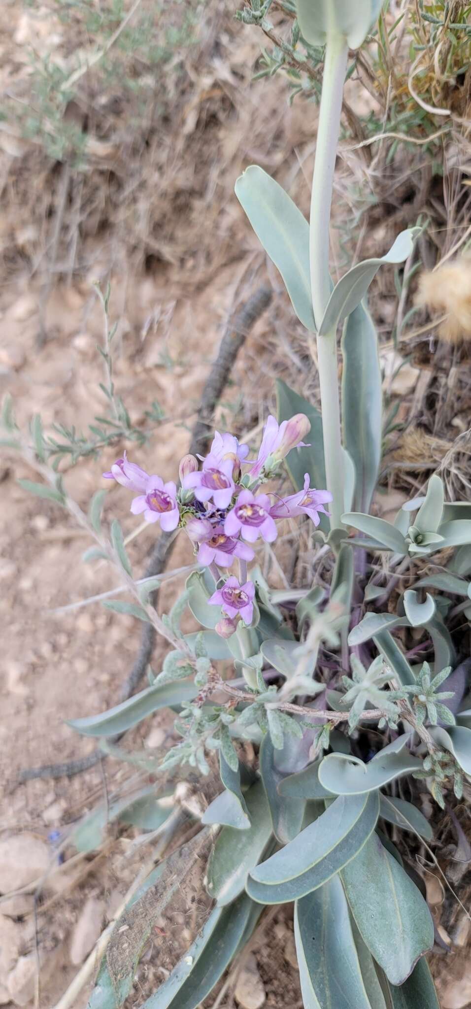 Sivun Penstemon pachyphyllus var. congestus (M. E. Jones) N. H. Holmgren kuva