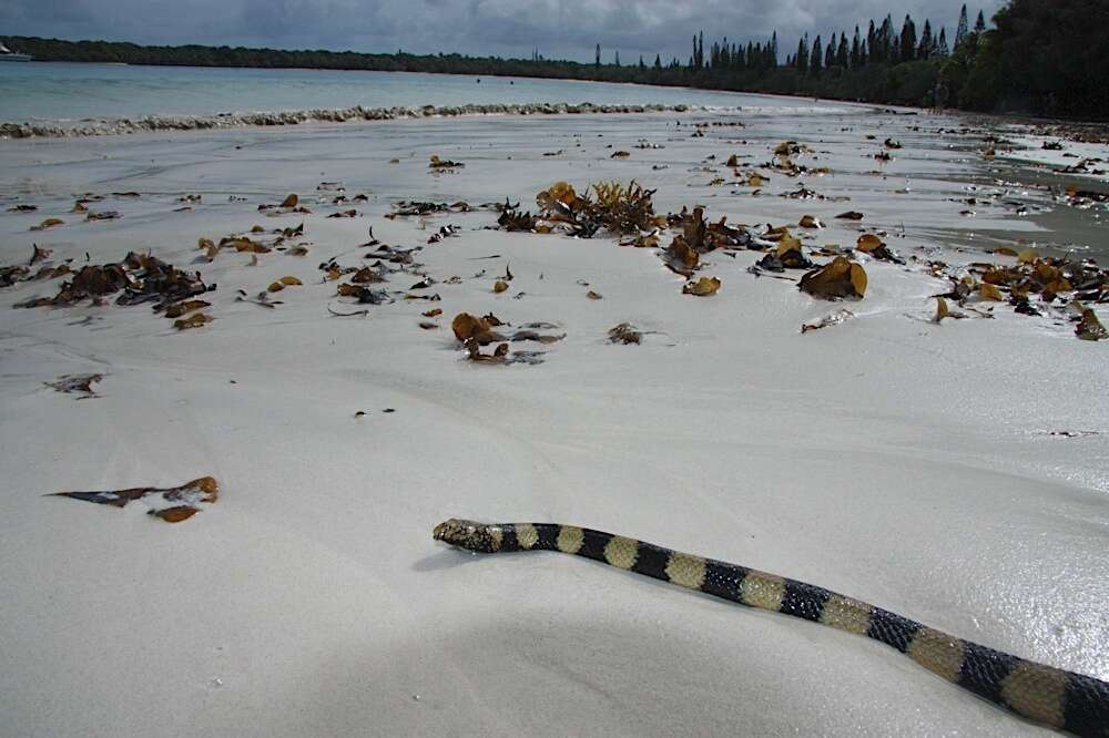 Image of Slender-necked Seasnake