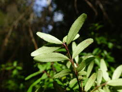 Image of Leionema nudum (Hook.) Paul G. Wilson