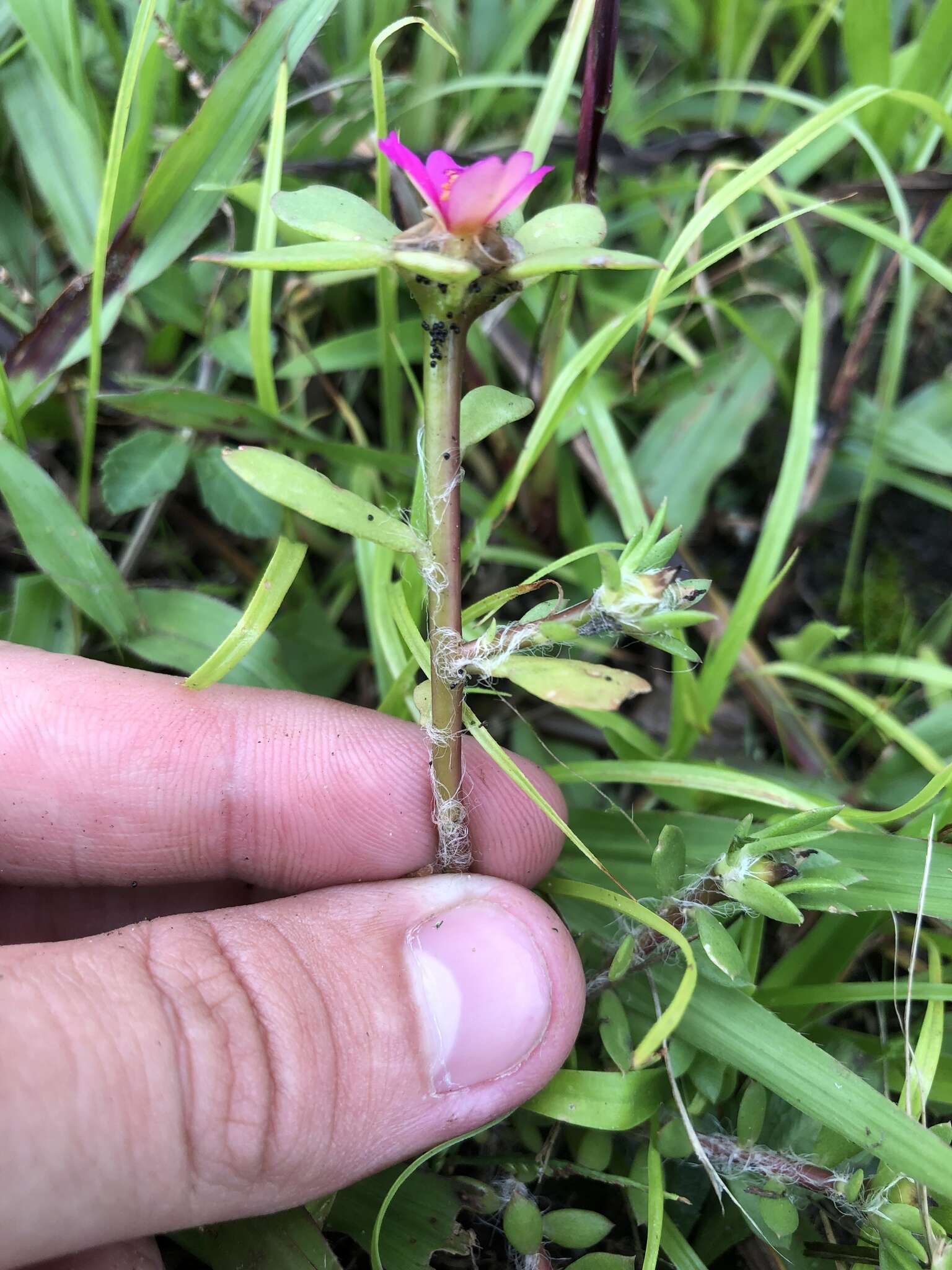 Image of Paraguayan purslane