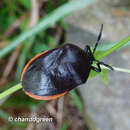 Image of Coridius sanguinolentus (Westwood 1837)