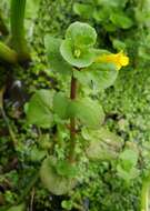 Image of James' monkeyflower