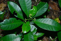 Image of Psychotria manillensis Bartl. ex DC.