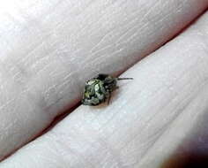 Image of Humpbacked orbweaver