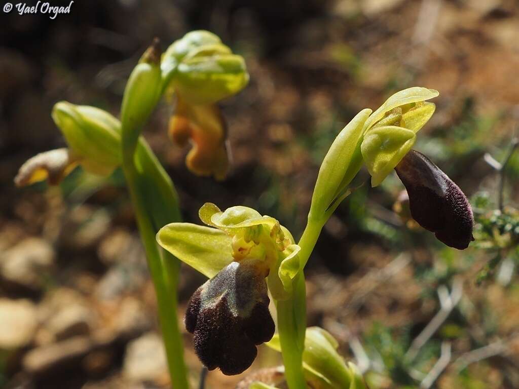 Image of Ophrys omegaifera subsp. israelitica (H. Baumann & Künkele) G. Morschek & K. Morschek