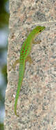 Слика од Phelsuma sundbergi Rendahl 1939