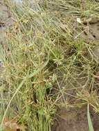 Image of Yellow Flat Sedge