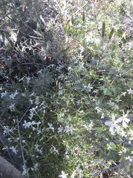 Image of Santa Catalina Mountain phlox