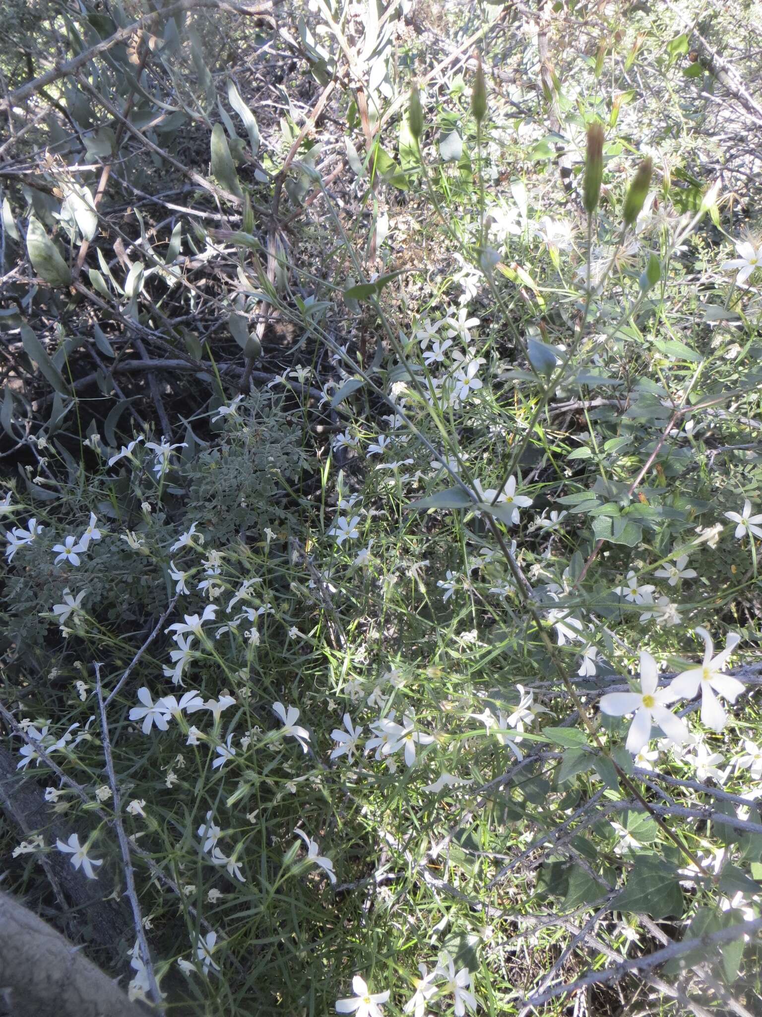 Imagem de Phlox tenuifolia E. Nelson