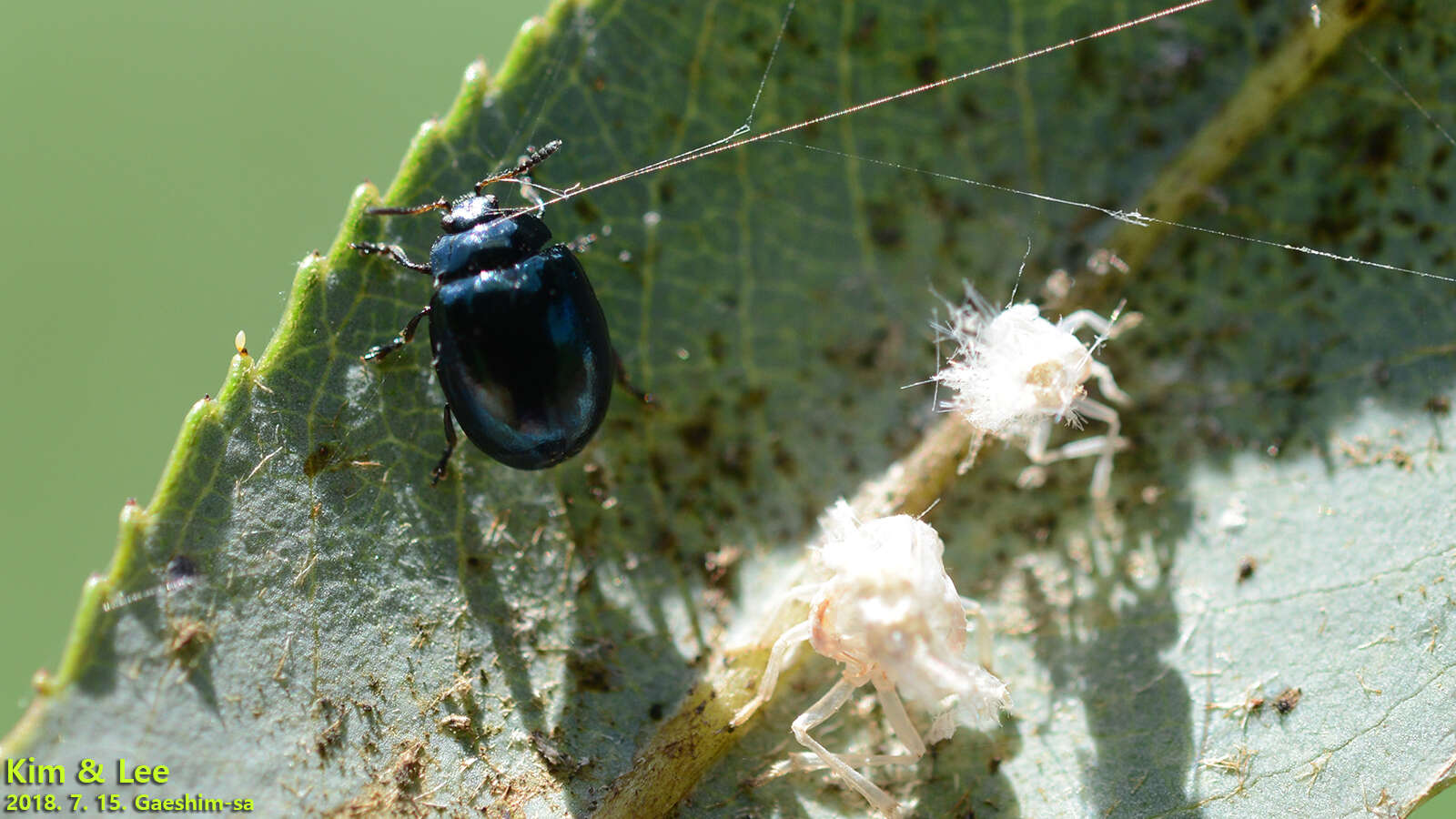 Image of willow leaf beetle