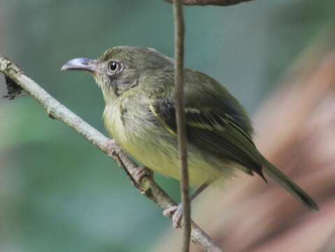 Image of Southern Bentbill