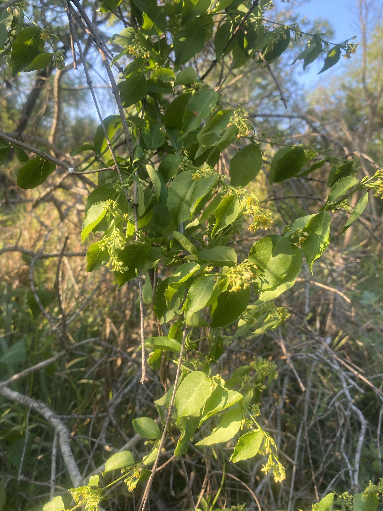 Plancia ëd Secamone parvifolia (Oliv.) Bullock