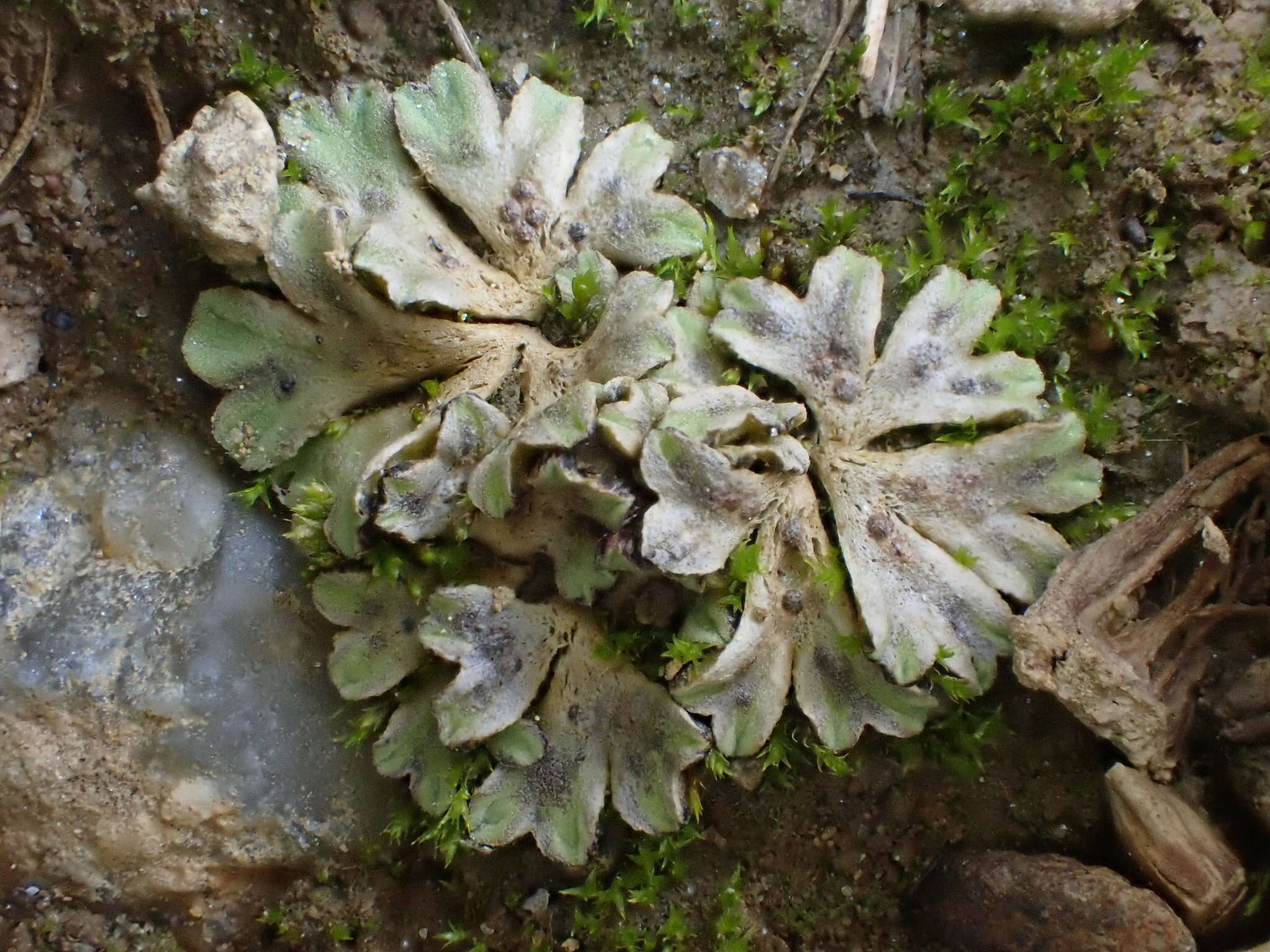 Image of Riccia bifurca Hoffm.