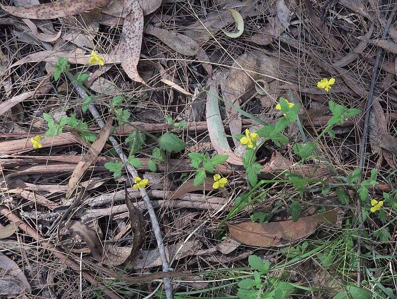 Image of Goodenia heterophylla subsp. eglandulosa R. Carolin