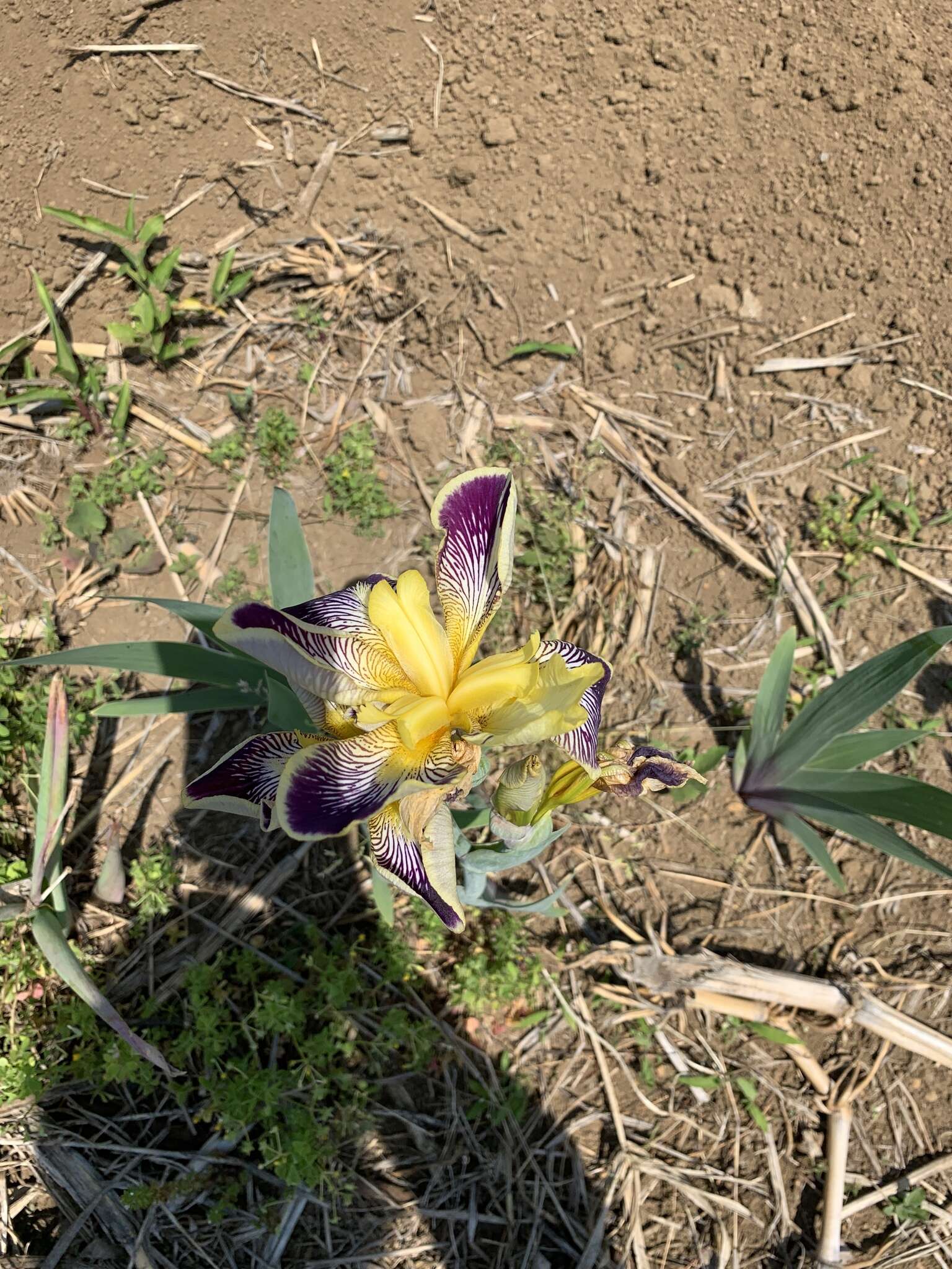 Plancia ëd Iris hybrida