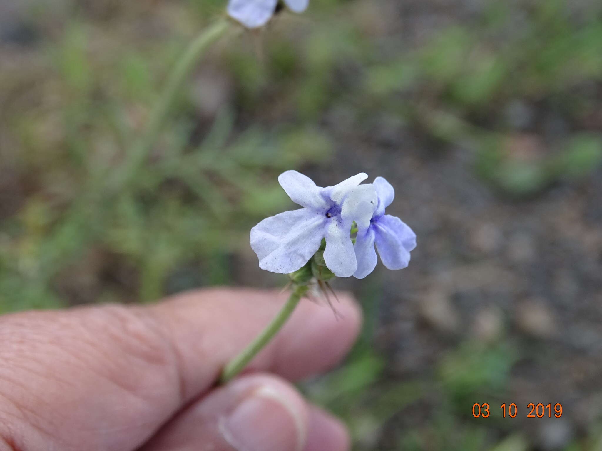 Image of Lavandula bipinnata (Roth) Kuntze