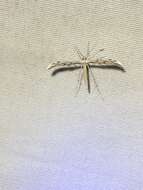 Image of Belfrage's Plume Moth