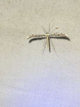 Image of Belfrage's Plume Moth