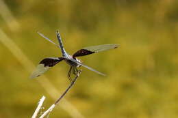 Image of Rhyothemis braganza Karsch 1890