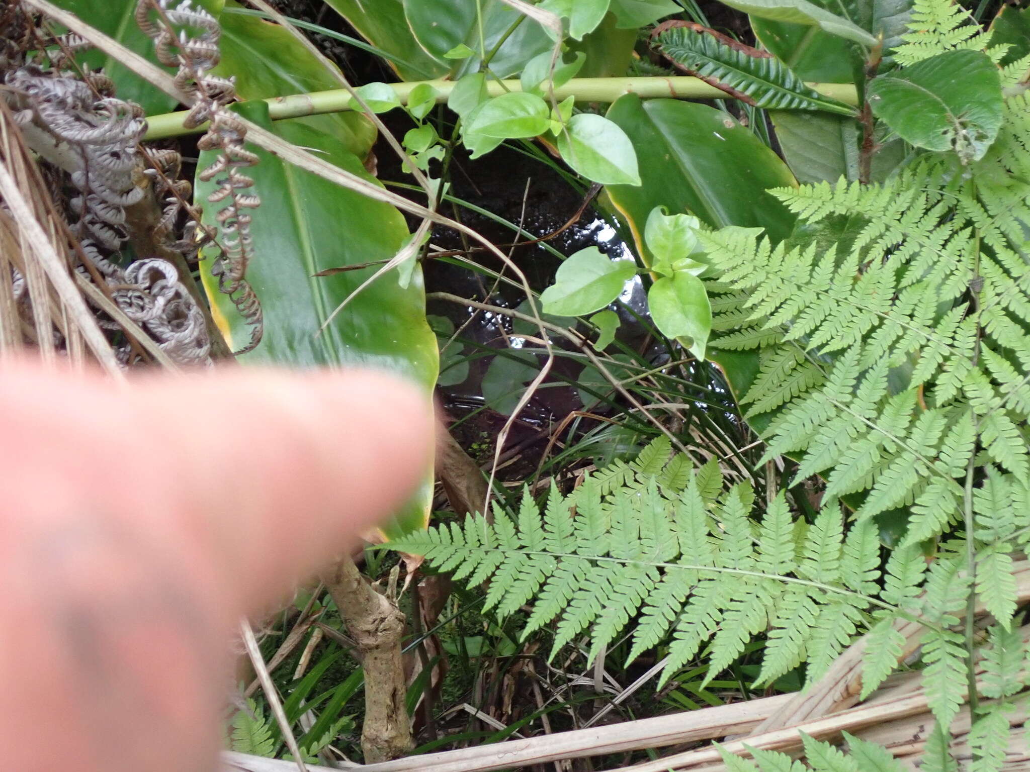 Imagem de Hydrocotyle leucocephala Cham. & Schltdl.