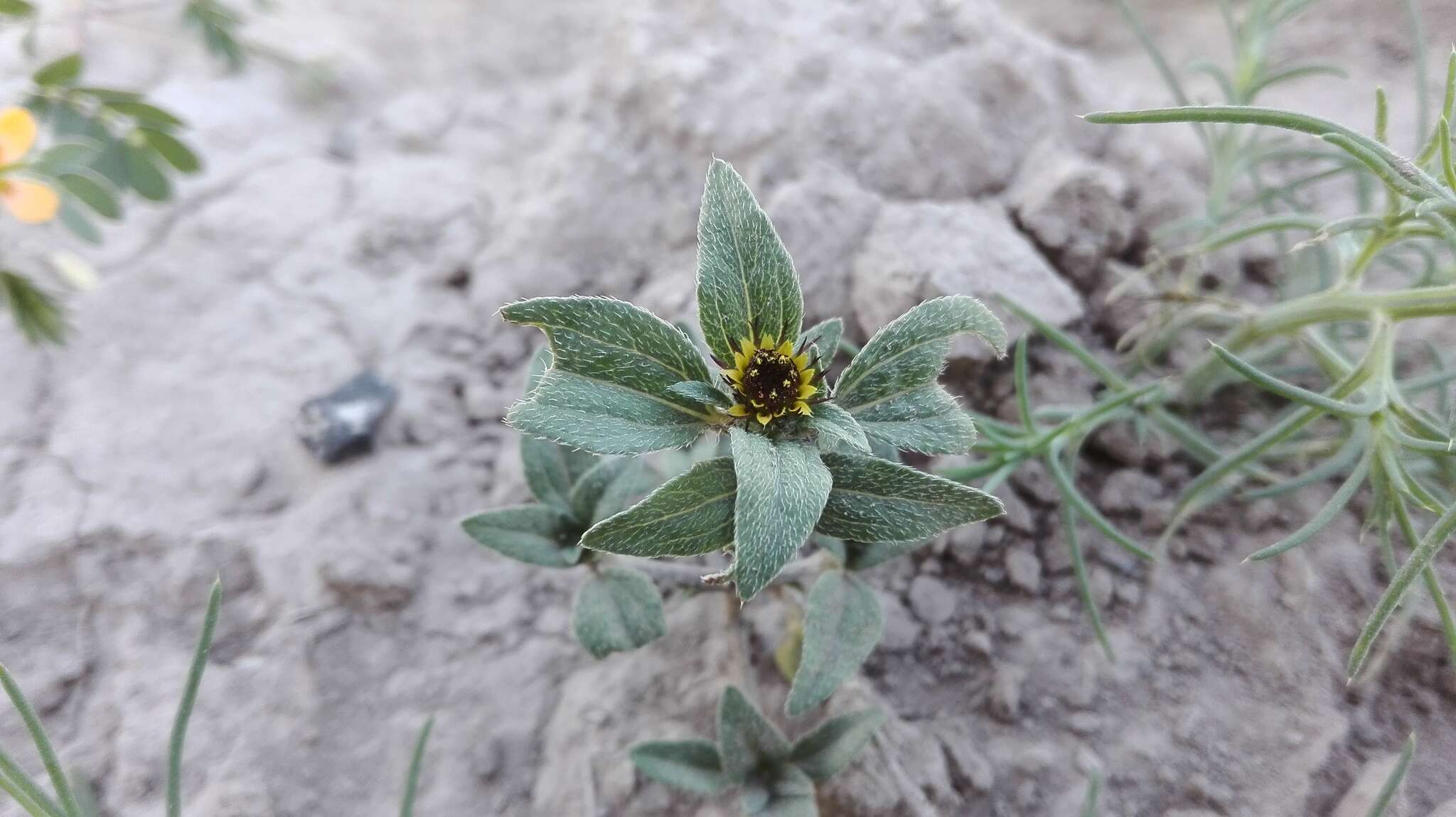 Imagem de Sanvitalia angustifolia Engelm. ex A. Gray