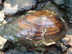 Image of Swollen River Mussel