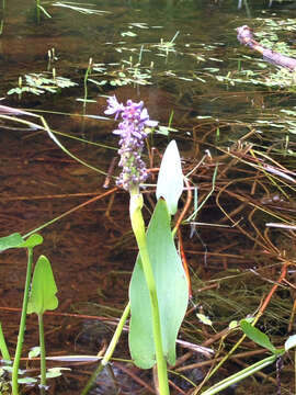 صورة Pontederia cordata L.