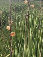 Plancia ëd Watsonia meriana var. meriana