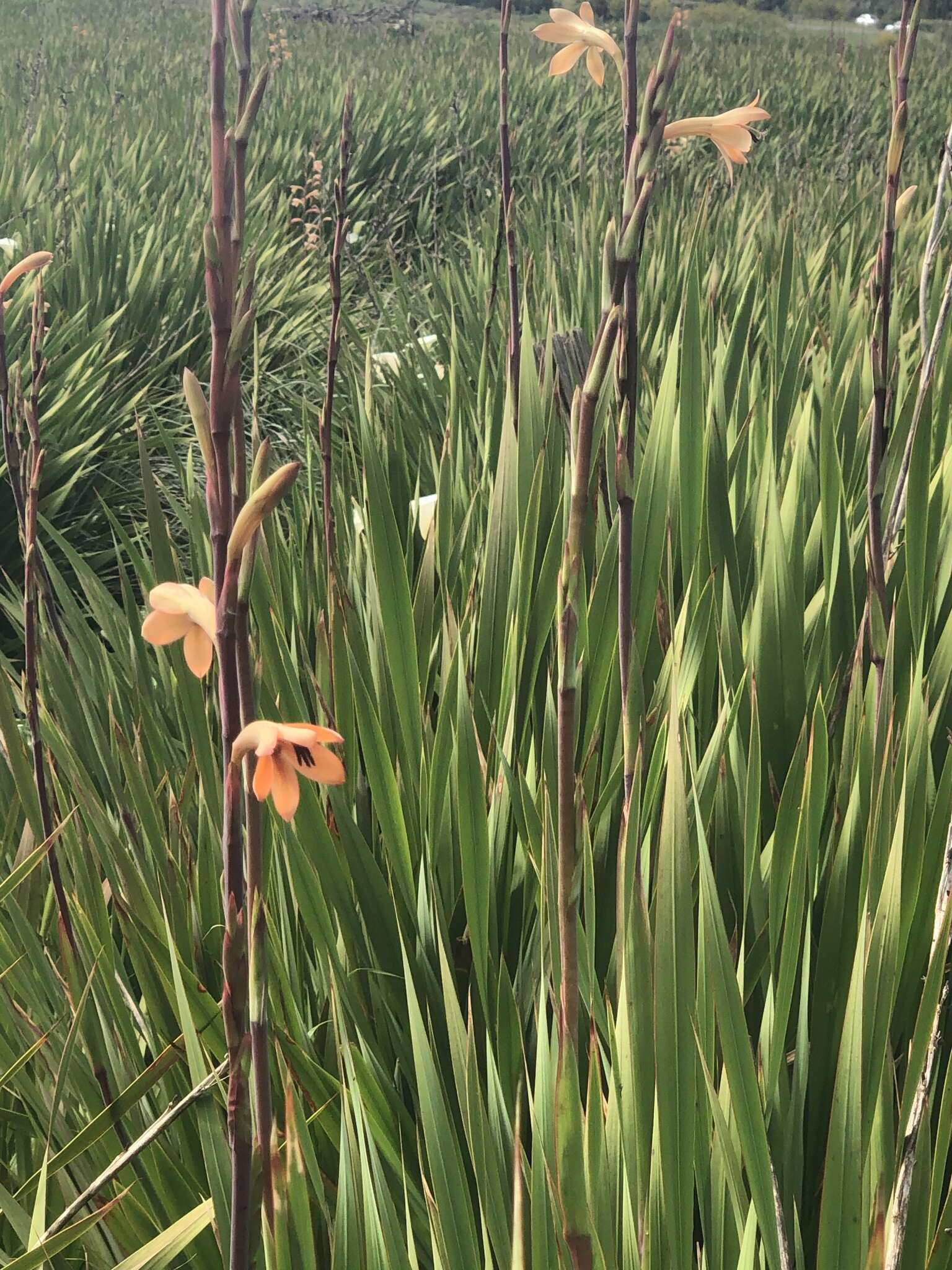 Image of Watsonia meriana var. meriana