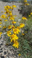 Image of Nevada goldeneye