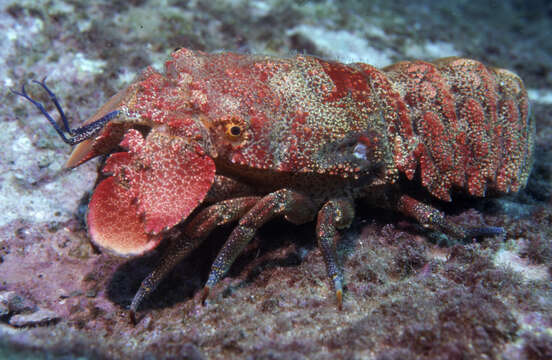 Image of Spanish lobster