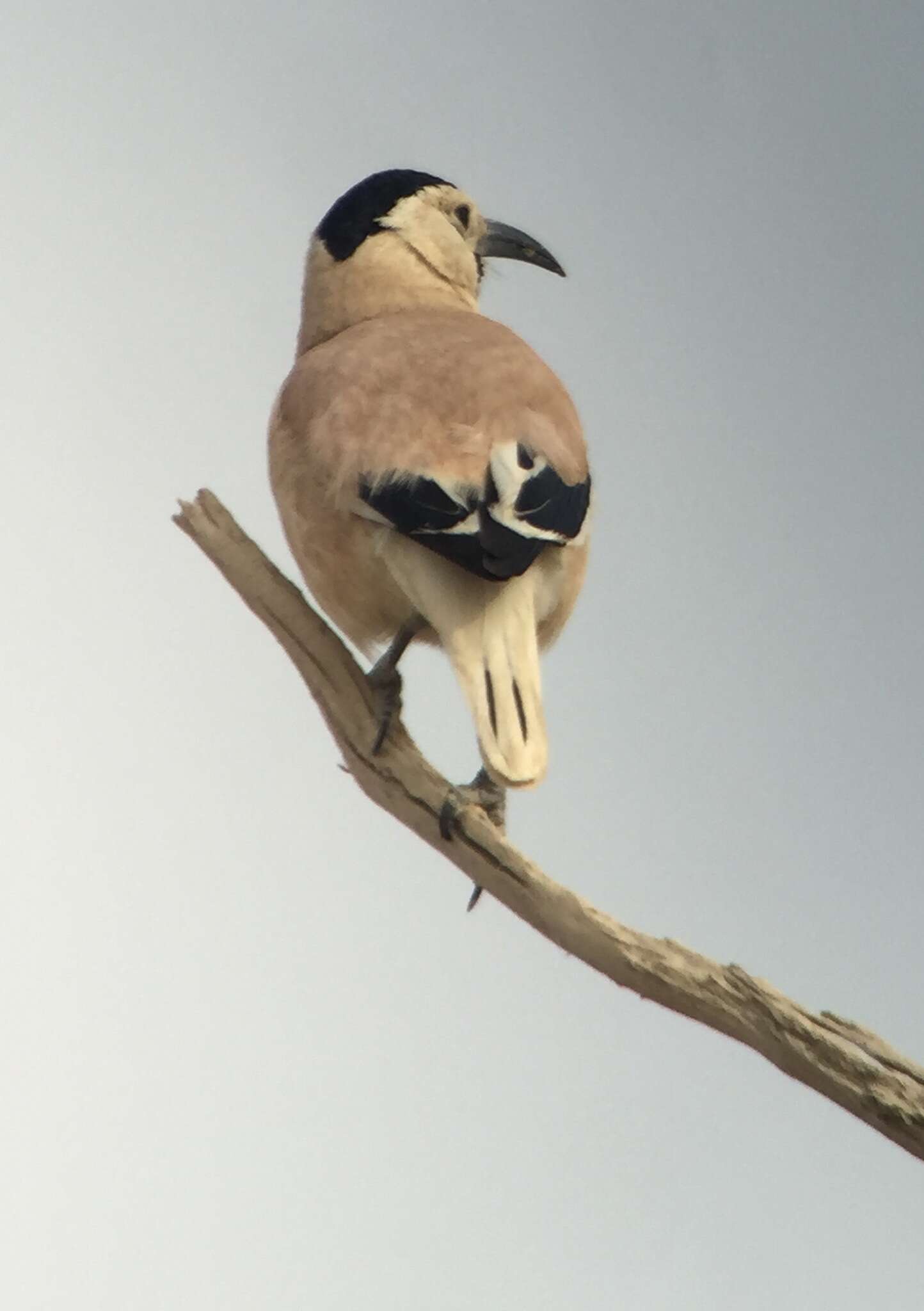 Image of Biddulph's Ground Jay