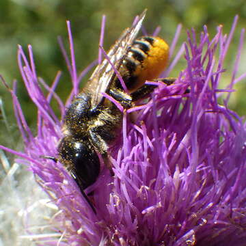 Image of Unarmed Leaf-cutter Bee