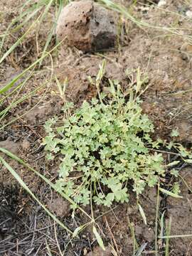 Oxalis perennans Haw.的圖片