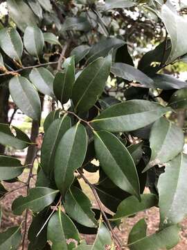 Image of Castanopsis sieboldii (Makino) Hatus.