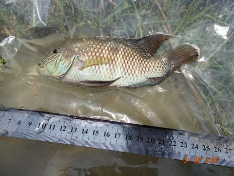 Andinoacara stalsbergi Musilová, Schindler & Staeck 2009的图像