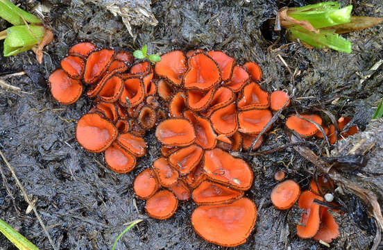 Image de Scutellinia patagonica (Rehm) Gamundí 1960