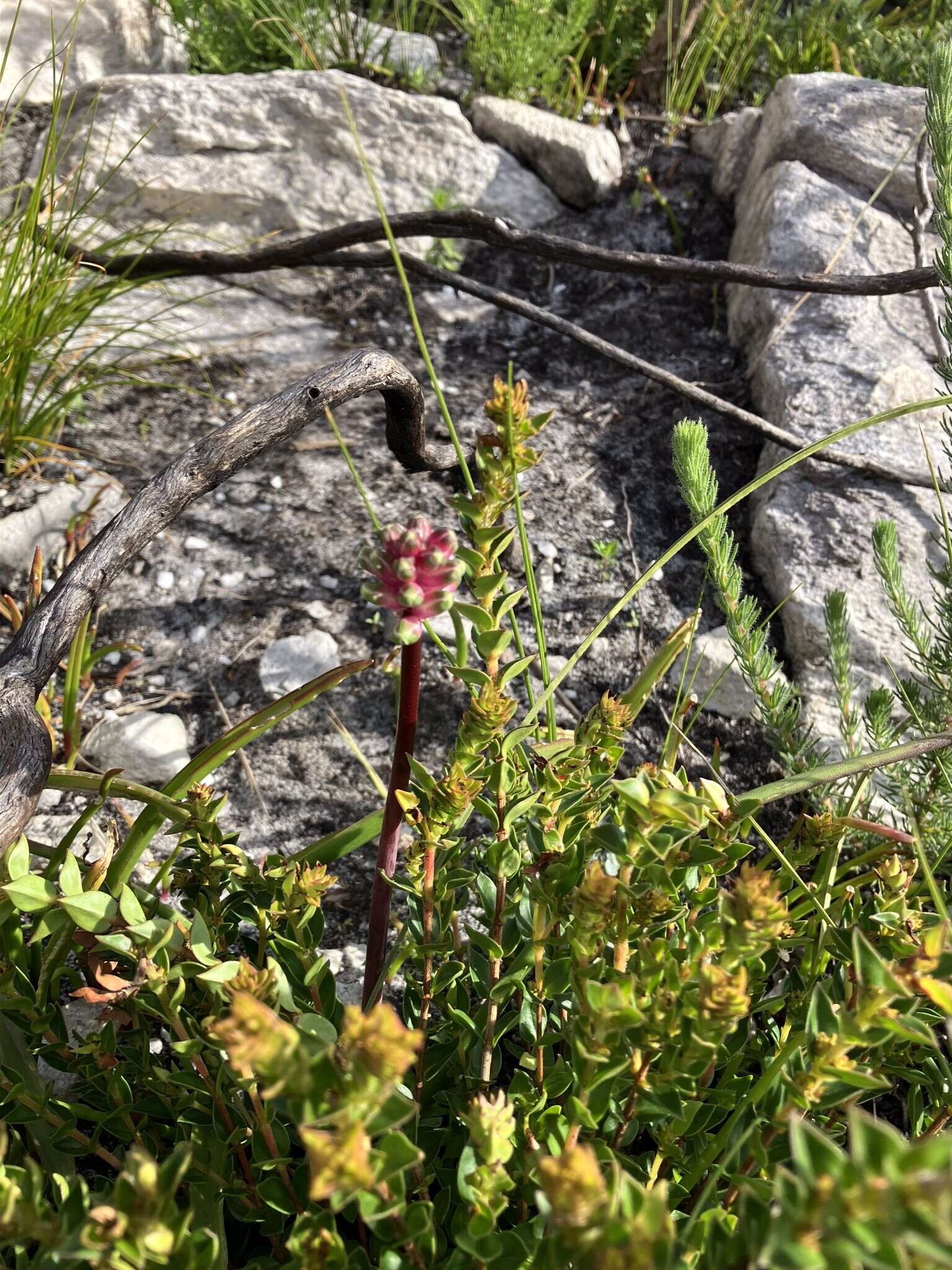 Imagem de Lachenalia sargeantii W. F. Barker