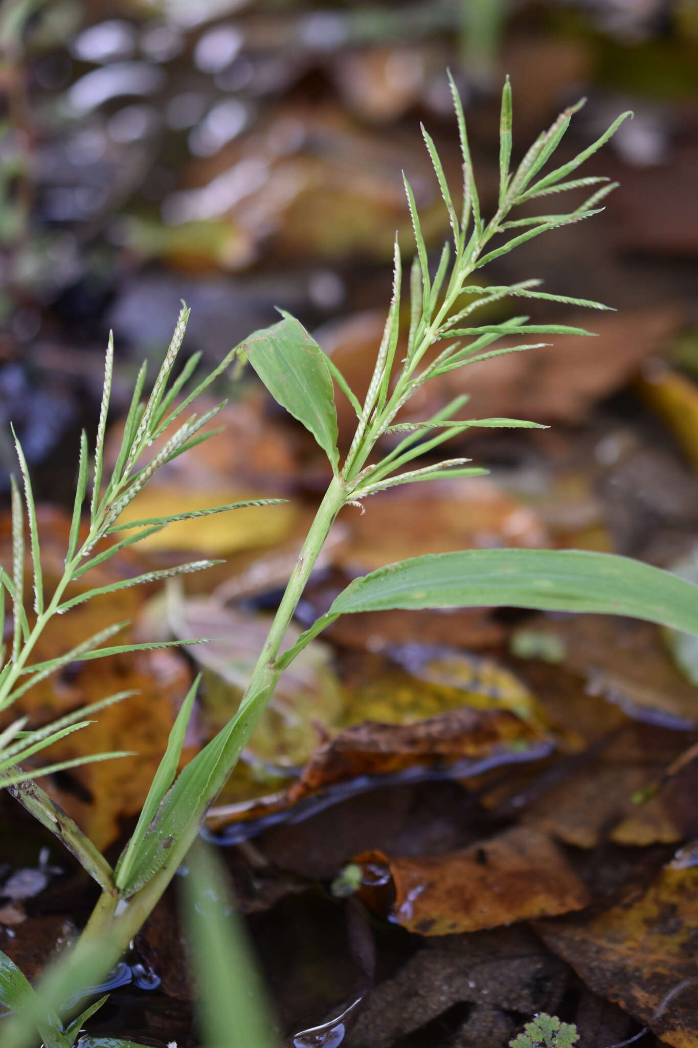 Image of Horse-Tail Crown Grass