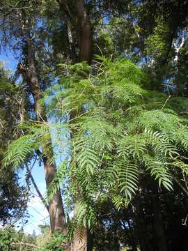 Image of cedar wattle