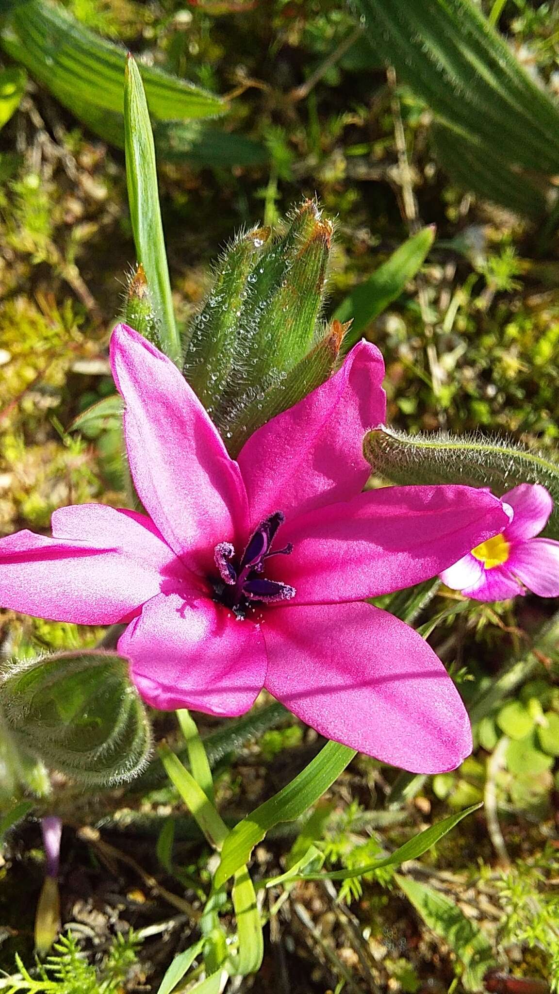 Image of Babiana blanda (L. Bolus) G. J. Lewis