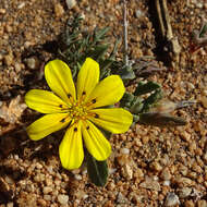 Image of Gazania lichtensteinii Less.