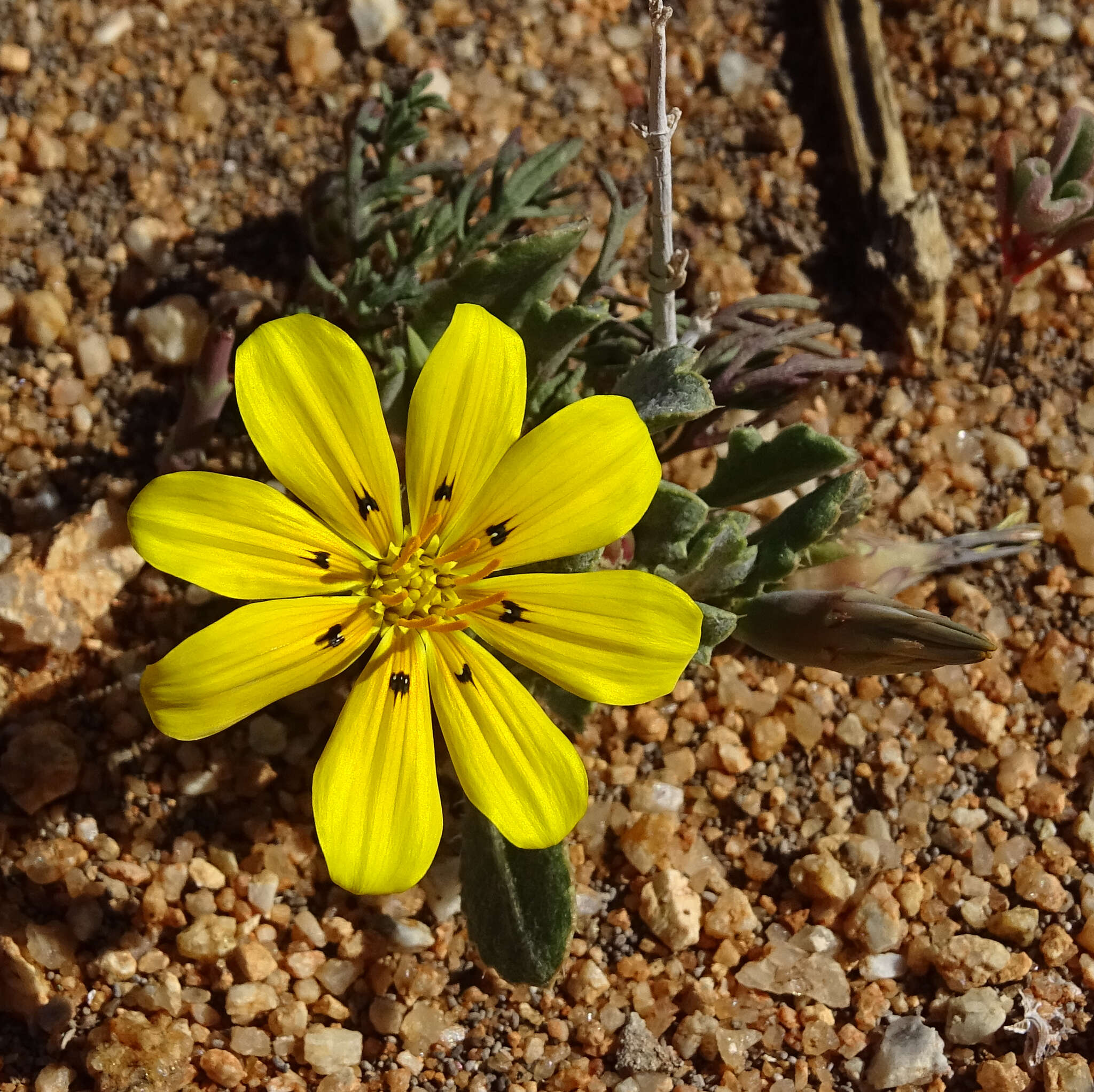 Image of Gazania lichtensteinii Less.