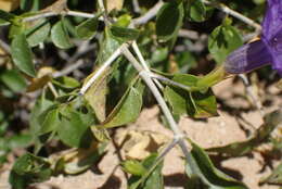 Plancia ëd Ruellia californica subsp. peninsularis (Rose) T. F. Daniel