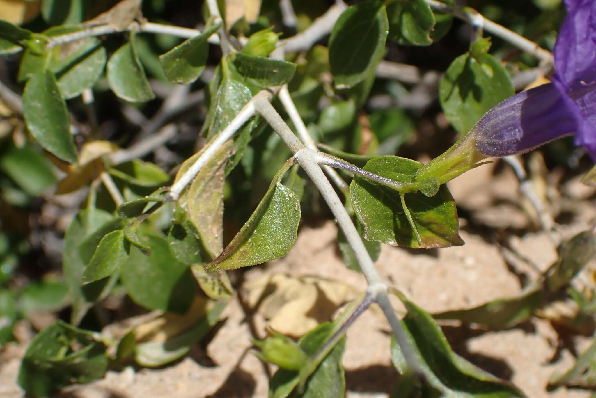 Sivun Ruellia californica subsp. peninsularis (Rose) T. F. Daniel kuva